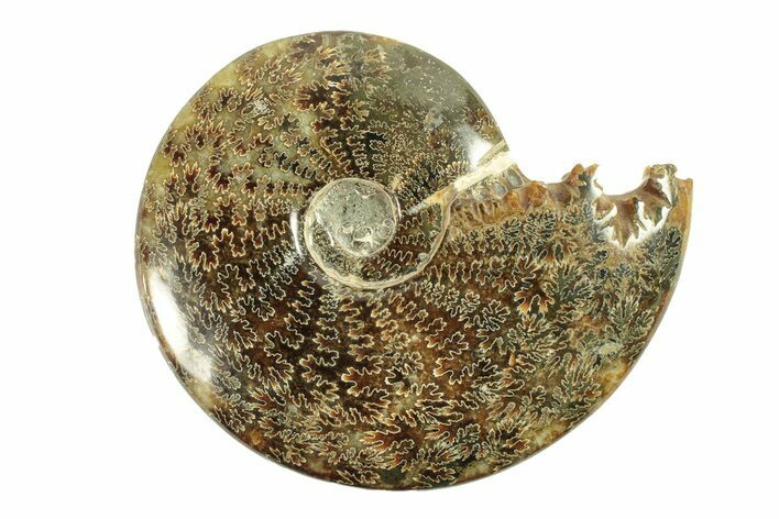 Polished Ammonite (Cleoniceras) Fossil - Madagascar #264769